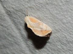 Neaxestis piperitella