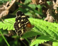 Anthanassa texana seminole