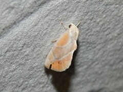 Neaxestis piperitella