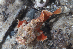 Phyllophryne scortea