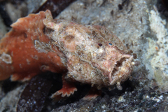Phyllophryne scortea
