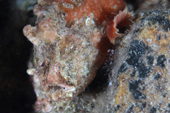 Phyllophryne scortea