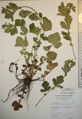 Geum macrophyllum macrophyllum