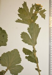 Geum macrophyllum macrophyllum