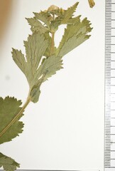 Geum macrophyllum macrophyllum