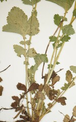 Geum macrophyllum macrophyllum