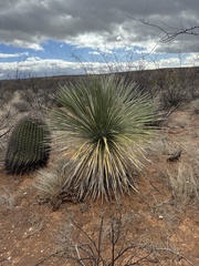 Yucca elata