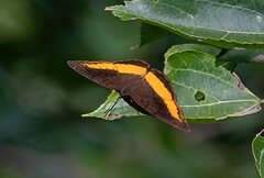 Eurytela dryope