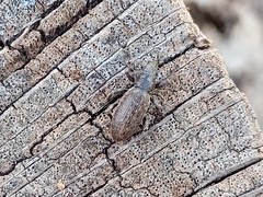 Brachyderes incanus
