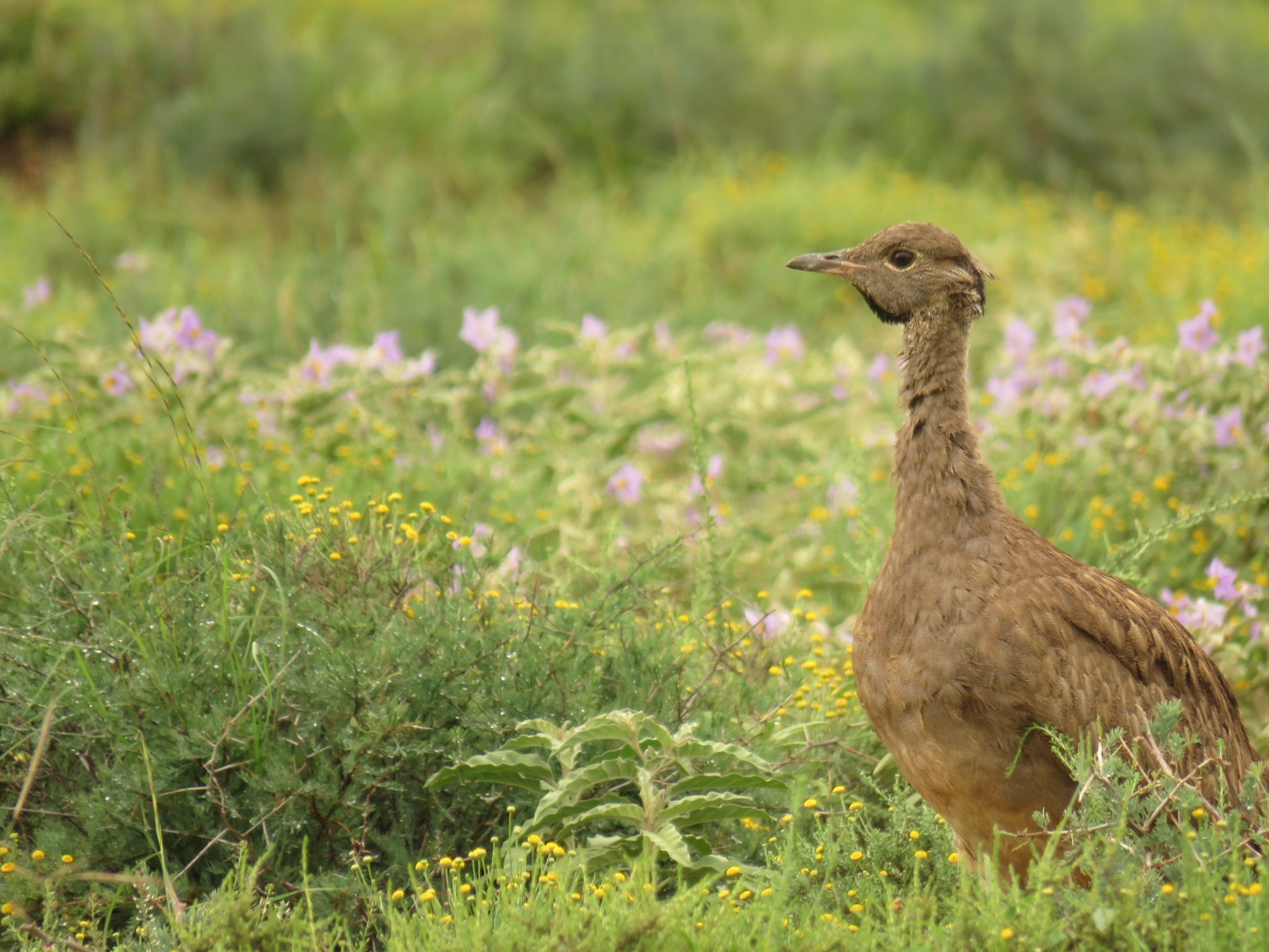 Karoo Bustard (Heterotetrax vigorsii)