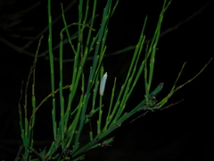 Eochrois callianassa