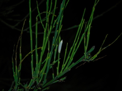 Eochrois callianassa