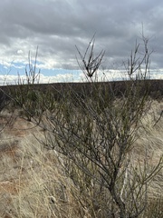 Ephedra trifurca
