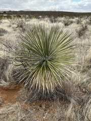 Yucca elata