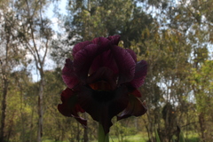 Iris atropurpurea