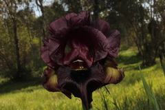 Iris atropurpurea