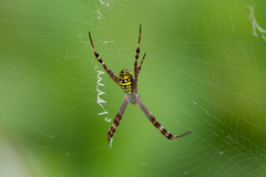 Argiope picta