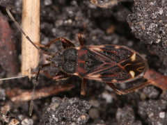 Eremocoris podagricus