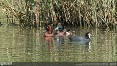 Aythya baeri × nyroca