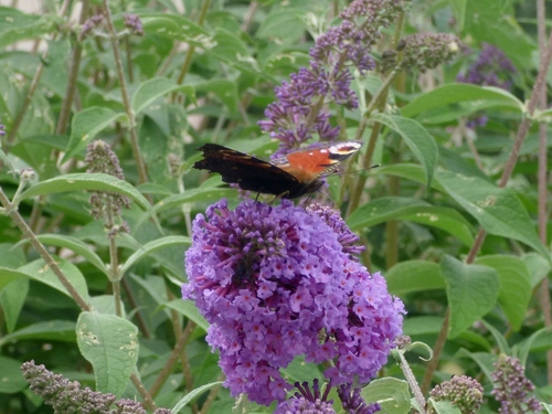 Aglais io