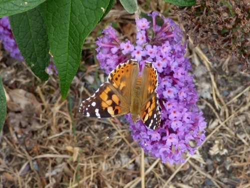 Vanessa cardui