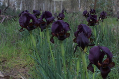 Iris atropurpurea