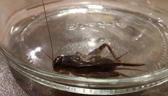 Lepidogryllus comparatus