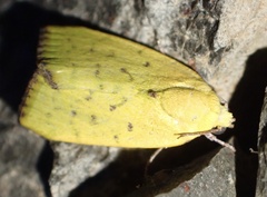 Earias