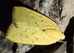 Earias
