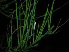 Eochrois callianassa