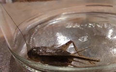 Lepidogryllus comparatus