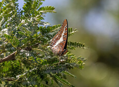 Charaxes brutus
