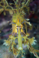 Phycodurus eques