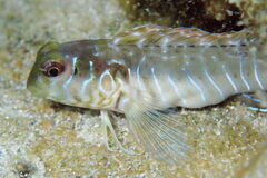 Omobranchus germaini