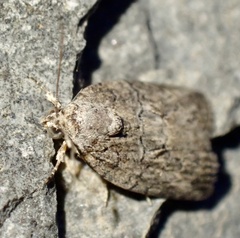 Garella