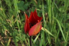 Tulipa agenensis