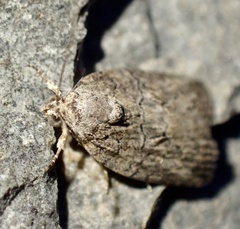 Garella