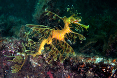 Phycodurus eques