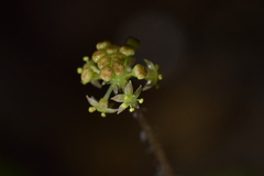 Hydrocotyle elongata