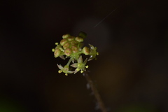 Hydrocotyle elongata