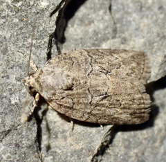 Garella