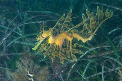 Phycodurus eques