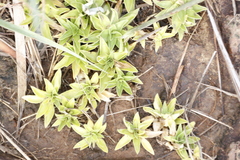 Craterocapsa tarsodes