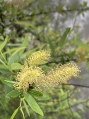 Salix caroliniana