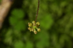 Hydrocotyle elongata