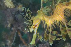 Phycodurus eques