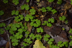 Hydrocotyle elongata