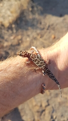 Pachydactylus tigrinus