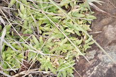 Craterocapsa tarsodes