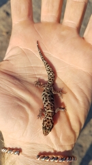 Pachydactylus tigrinus